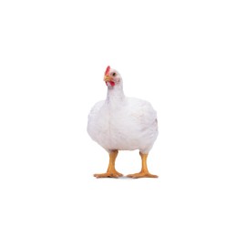 broiler tender chicken live 1kg