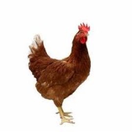 Farm Nati Chicken live 1kg