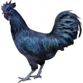 Kadaknath chicken live 1kg 