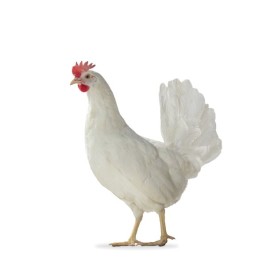 Layer chicken live 1kg