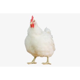 Parent chicken live 1kg 
