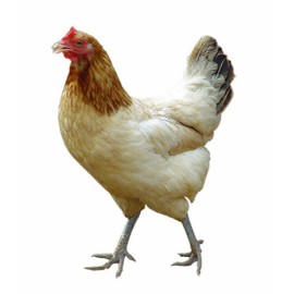 Pure Nati Chicken  1kg