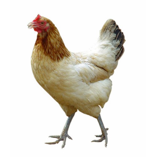 Pure Nati Chicken  1kg