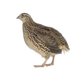 quail bird 1piece